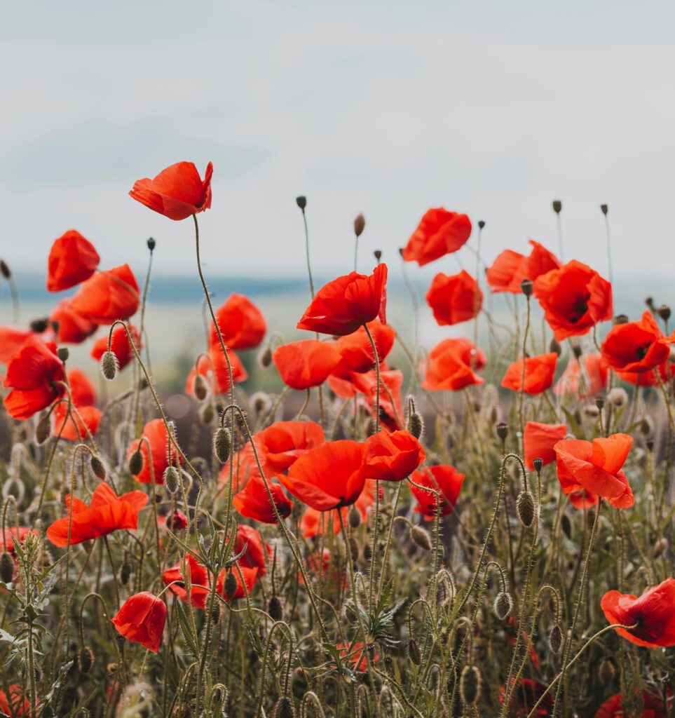 A field of poppies