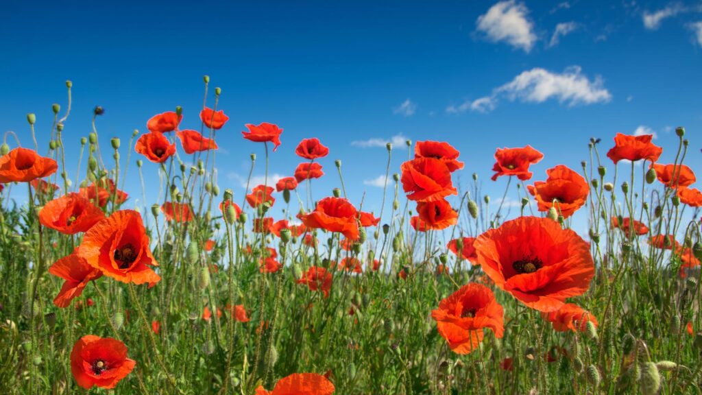 Remembrance day